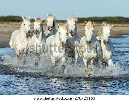 White Camargue Horses running on the beach in Parc Regional de Camargue - Provence, France