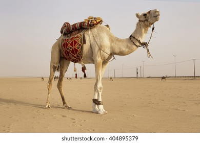 White Camel In The Middle Of Kuwait Desert 