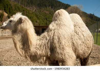 White Camel In Petting Zoo Valley Of The Wolves In Mizhgirya, Ukraine