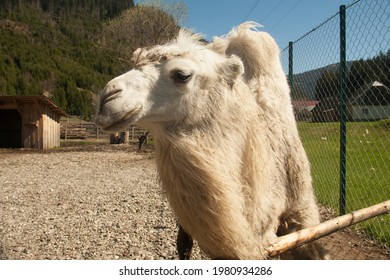 White Camel In Petting Zoo Valley Of The Wolves In Mizhgirya, Ukraine