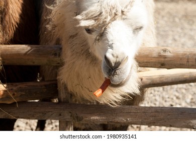 White Camel In Petting Zoo Valley Of The Wolves Is Chewing Carrot