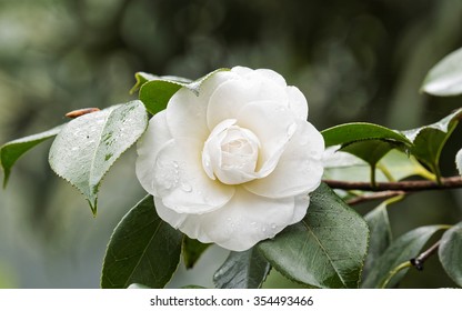 White Camellia