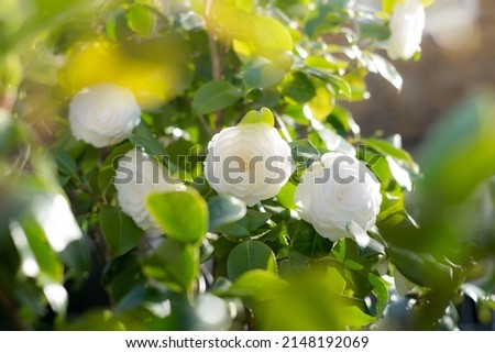 White camellia flower in bloom during springtime. Beautiful flowers in the garden