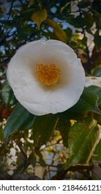 White Camellia Flower Blooming In Winter Australia