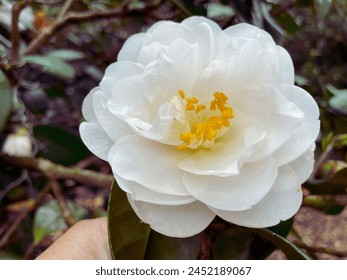 White Camellia flower and its branches in the background with part of hand - Powered by Shutterstock