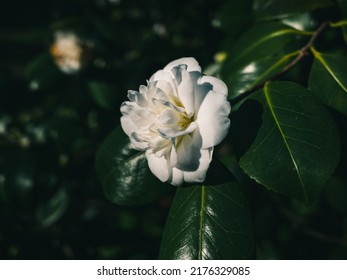 White Camellia Flower In The Garden