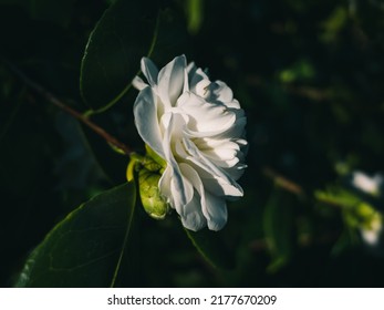 White Camellia Flower In The Garden