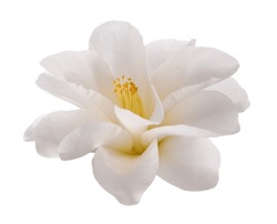 White Camellia Flower Isolated On White Background