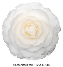 White camellia flower isolated on white background. Camellia japonica - Powered by Shutterstock