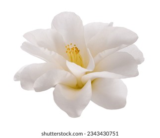 White camellia flower isolated on white background