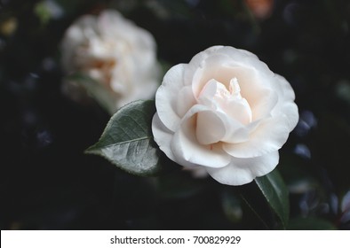 White Camellia Flowers