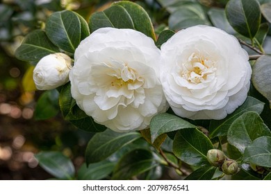 White Camellia Flowers Blossom Close Photo Stock Photo 2079876541 ...