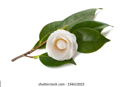 White Camellia Isolated On White