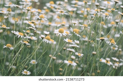 White Camomile (chamomile) Flowers On Green Field. Meadow Of Flowers In Summer. Natural Flowers Pattern, Layout And Background. Green Field With White  Daisy. Floral Aesthetic. Summer Landscape.