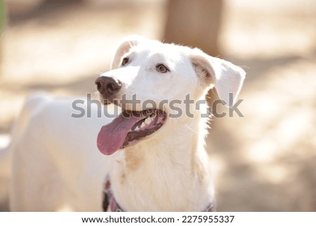 White Canaan dog in a harness