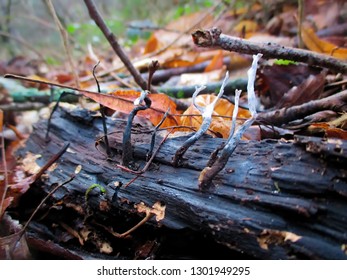 White Candle Snuff Fungus Growing On A Log.