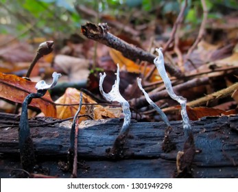 White Candle Snuff Fungus Growing On A Log.