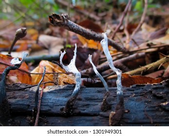 White Candle Snuff Fungus Growing On A Log.