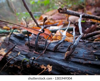 White Candle Snuff Fungus Growing On A Log.