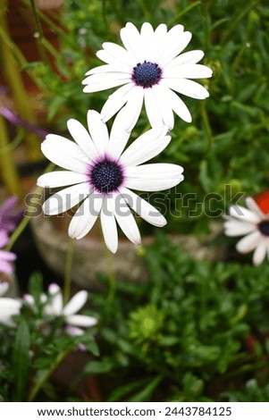 White Cape marguerite Daisy flower closeup, a floral display of white Cape Marguerite Daisy flowers with purple capitulum, bloom, garden
