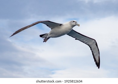 White Capped Mollymawk Albatross in Australasian Water