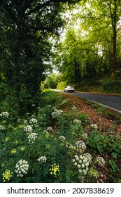 White Car Driving Through The Green Fields With Flowers