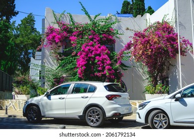 White car parked on a city street.  background with car. Cityscape of beautiful pink flowers and car. car in front of a house