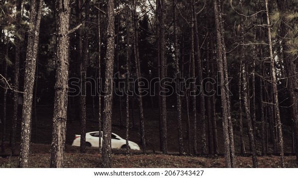White car rushing along asphalt road through the\
forest in spring.