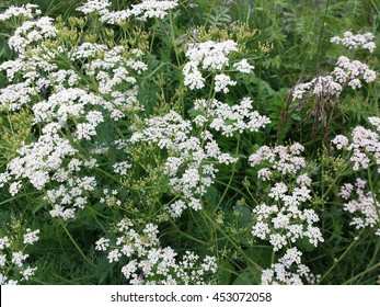 White Caraway Flower In Summer