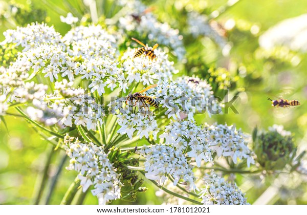 White\
caraway flower. Wasps on White flowering plant, Caraway or meridian\
fennel or Persian cumin or Carum carvi. Nature background with\
Wasps on white caraway flowers, closeup\
macro