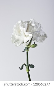 White Carnation