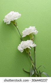 White Carnation