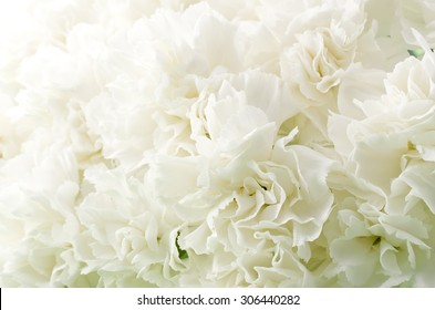 White Carnation