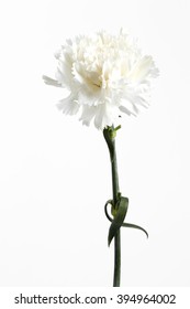 White Carnation Flower On The White Background.