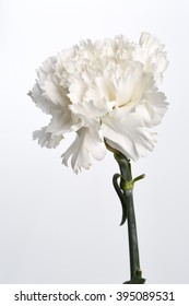 White Carnation Flower On The White Background.