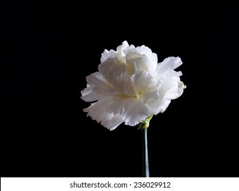 White Carnation Flower On Black Background