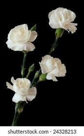 White Carnations