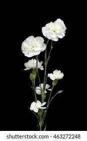 White Carnations