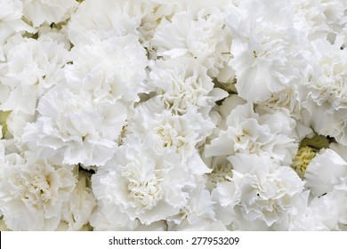 White Carnations Background