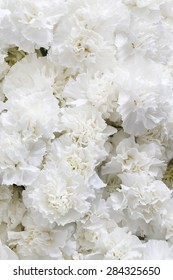 White Carnations Background