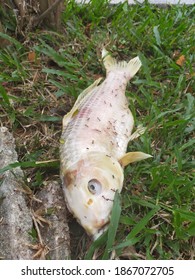 A White Carp Fish Dies In The Aquarium And Is Thrown Away By The Side Of The Road. Surrounded By Weaver Ants.