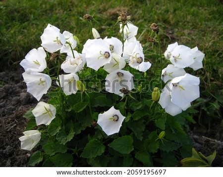 White Carpathian Bell (Campanula carpatica 'Alba') blooms in the garden in mid-October.