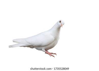 White Carrier Pigeon Isolated On White Background