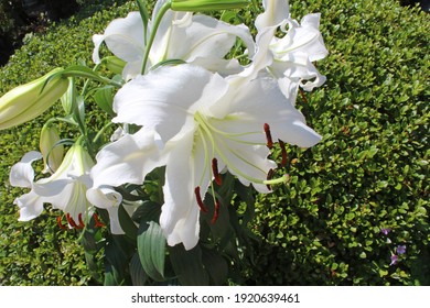 White Casablanca lily flowers on green leaves.