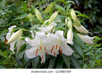 White 'Casablanca' lily flowers with red stamens