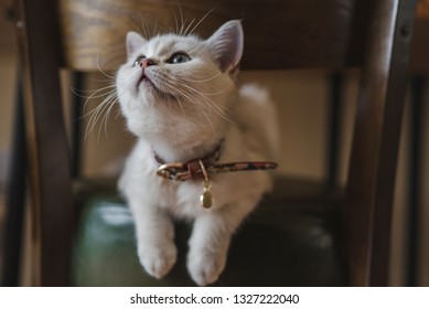 A white cat