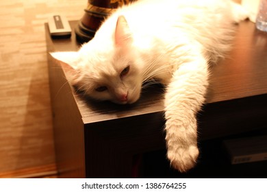 White cat