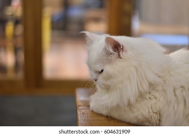 white cat