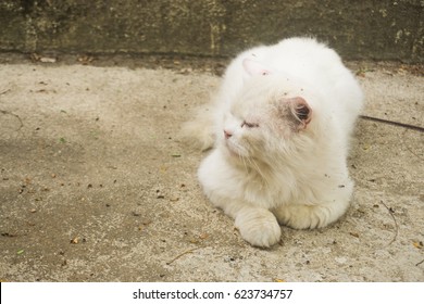 White cat