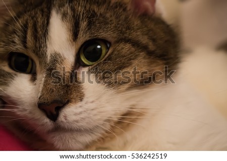 White cat.